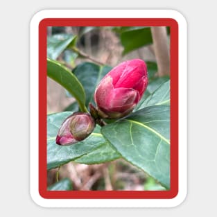 Emerging Camellia bud Sticker